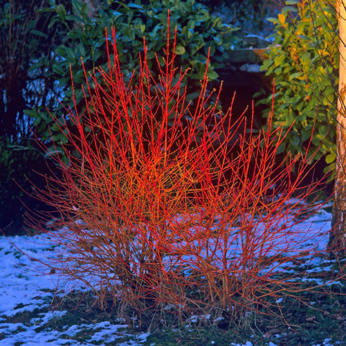 Cornus sanguinea Midwinter Fire Cornus sanguinea Midwinter Fire