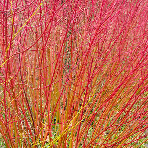 Cornus sanguinea Midwinter Fire Cornus sanguinea Midwinter Fire