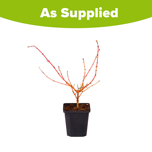 Cornus sanguinea Midwinter Fire 