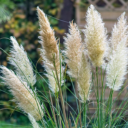 Cortaderia Tiny Pampa 
