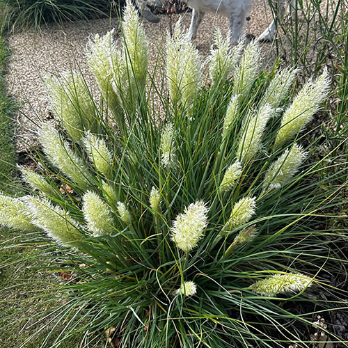 Cortaderia Tiny Pampa 