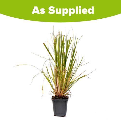 Pampas Grass