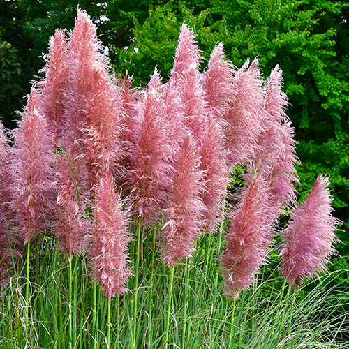 Cortederia selloana rosea Pampas Grass P Cortederia selloana rosea Pampas Grass P
