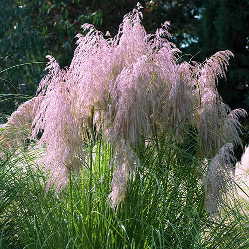Cortederia selloana rosea Pampas Grass P Cortederia selloana rosea Pampas Grass P