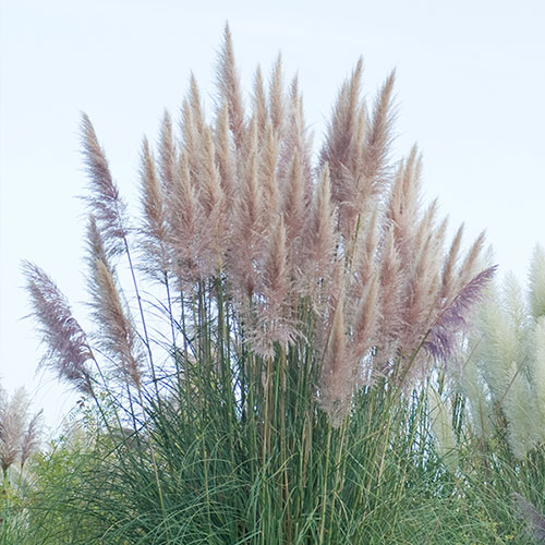 Cortederia selloana rosea Pampas Grass 