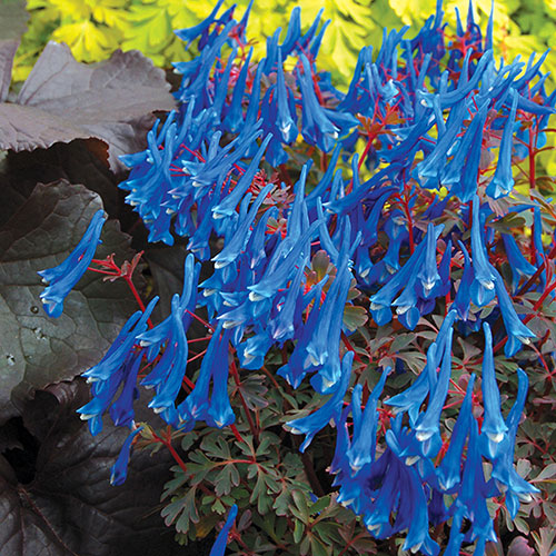 Corydalis Blue Heron 