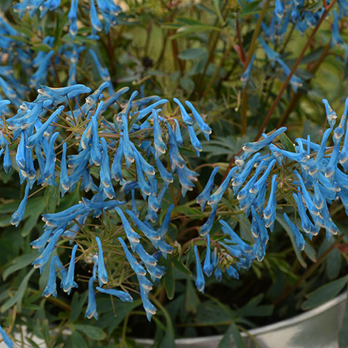Corydalis Blue Heron 