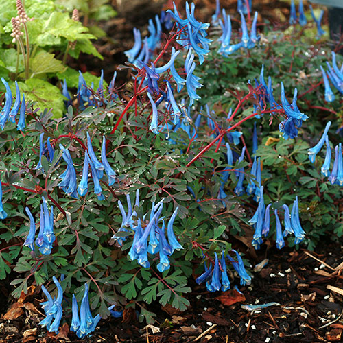 Corydalis Blue Heron 