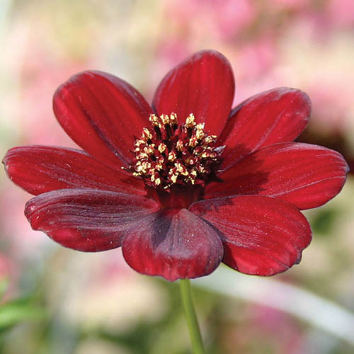 Cosmos (Chocolate) atrosanguineus 