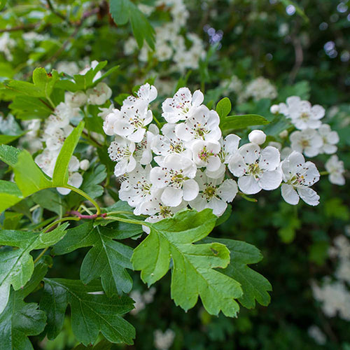 Crataegus monogyna 
