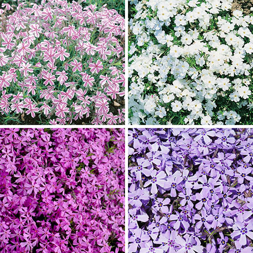 Creeping Phlox Collection Creeping Phlox Collection
