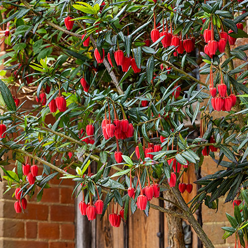Crinodendron hookerianum