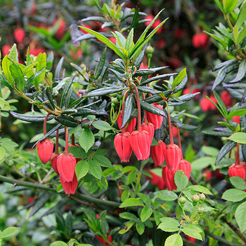 Crinodendron hookerianum