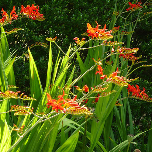 Crocosmia Lucifer Crocosmia Lucifer
