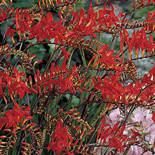 Crocosmia Lucifer Crocosmia Lucifer