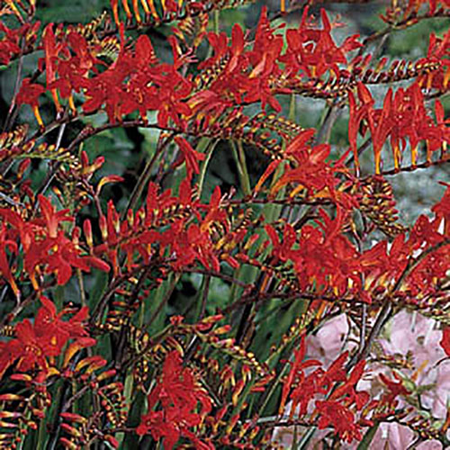 Crocosmia Lucifer 