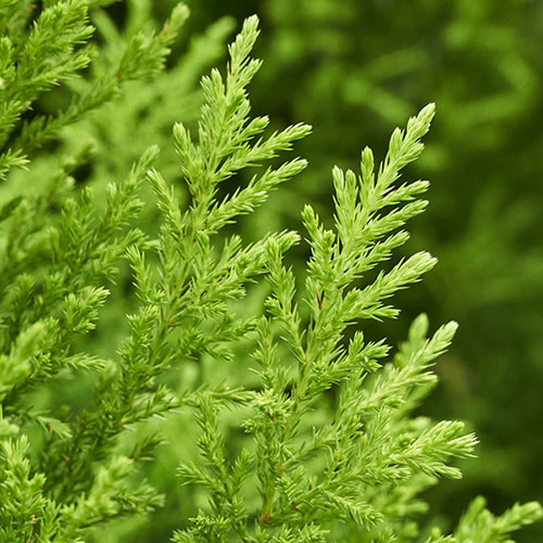 Cupressus macrocarpa Goldcrest Cupressus macrocarpa Goldcrest