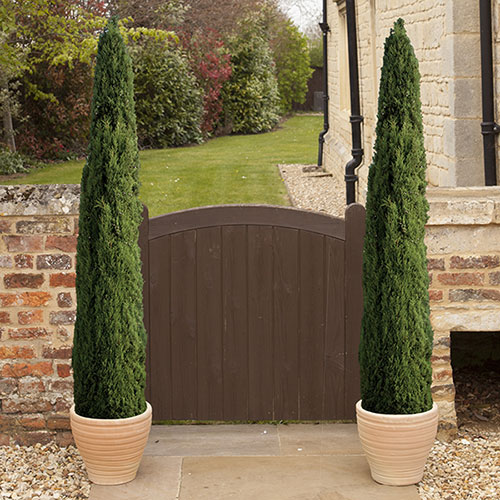 Italian Cypress Tree Italian Cypress Tree