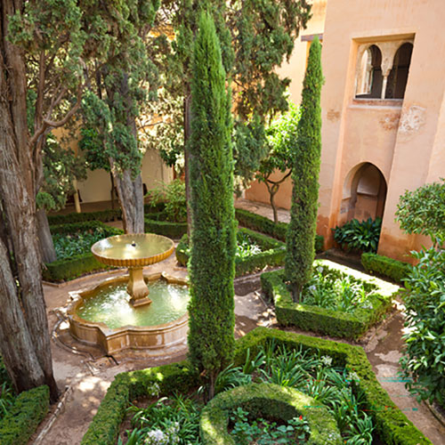 Italian Cypress Tree Italian Cypress Tree
