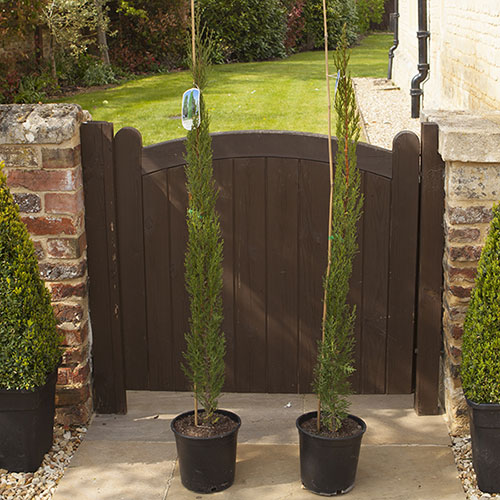 Italian Cypress Tree Italian Cypress Tree