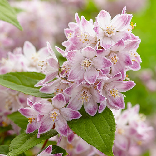 Deutzia Raspberry Sundae