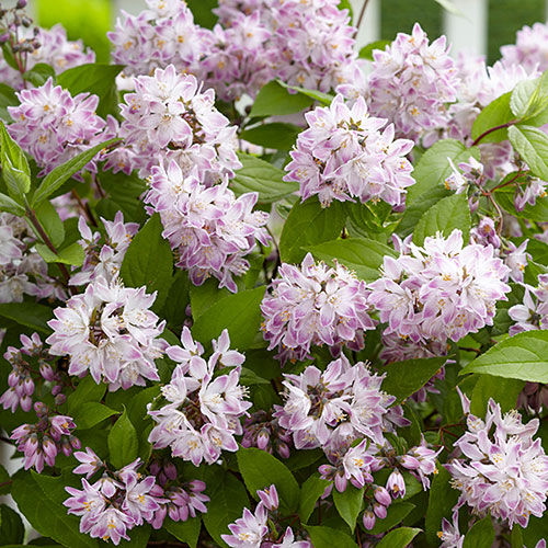Deutzia Raspberry Sundae