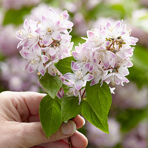 Deutzia Raspberry Sundae