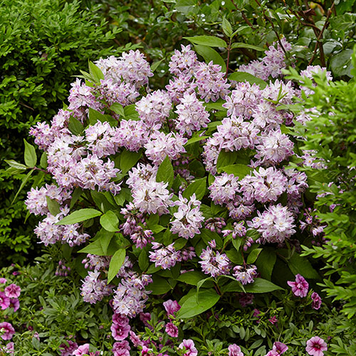 Deutzia Raspberry Sundae