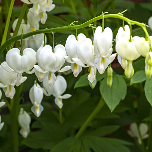 Dicentra spectabilis Alba Dicentra spectabilis Alba