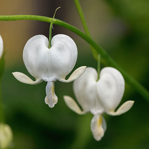Dicentra spectabilis Alba Dicentra spectabilis Alba