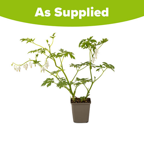 Dicentra spectabilis Alba Dicentra spectabilis Alba