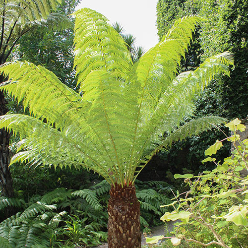 Tree Fern Dicksonia Antarctica