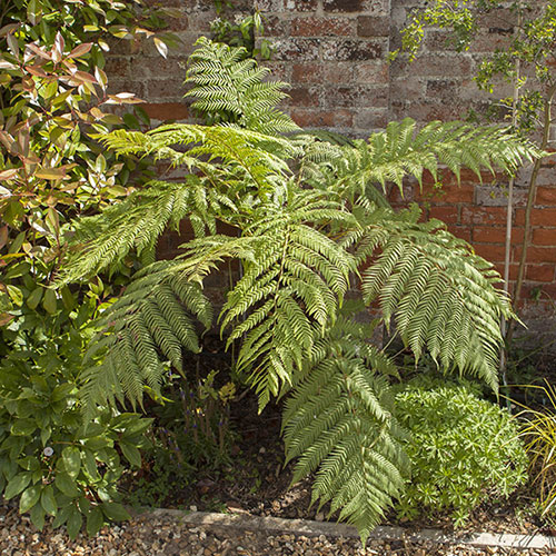 Tree Fern Dicksonia Antarctica