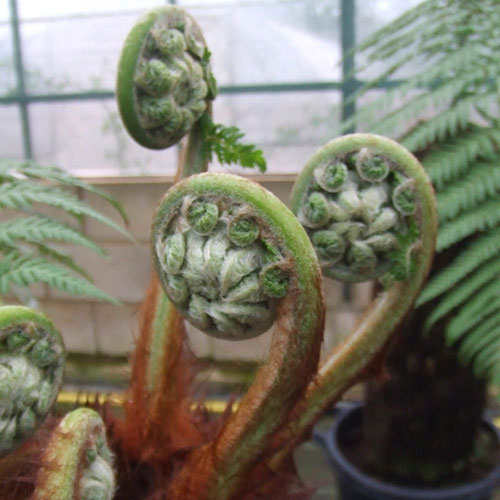 Tree Fern Dicksonia Antarctica