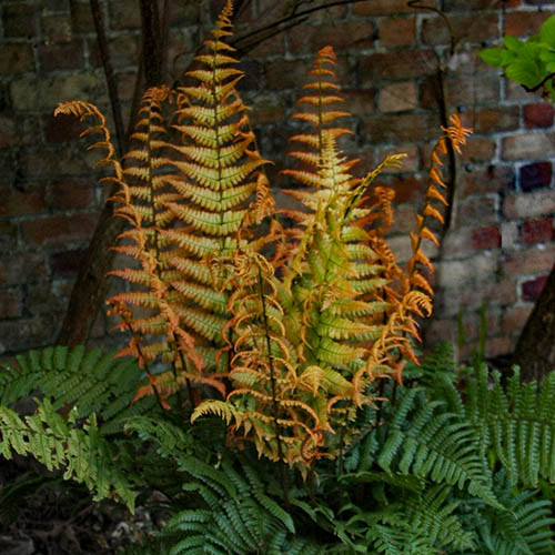 Dryopteris wall. Jurrasic Gold Dryopteris wall. Jurrasic Gold