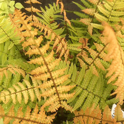 Dryopteris wall. Jurrasic Gold Dryopteris wall. Jurrasic Gold