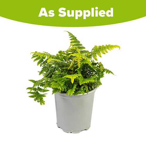 Colourful Dryopteris Jurassic Gold