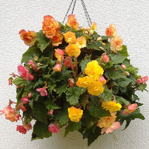 Easy Fill Hanging Baskets Easy Fill Hanging Baskets