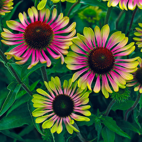 Echinacea Green Twister Echinacea Green Twister