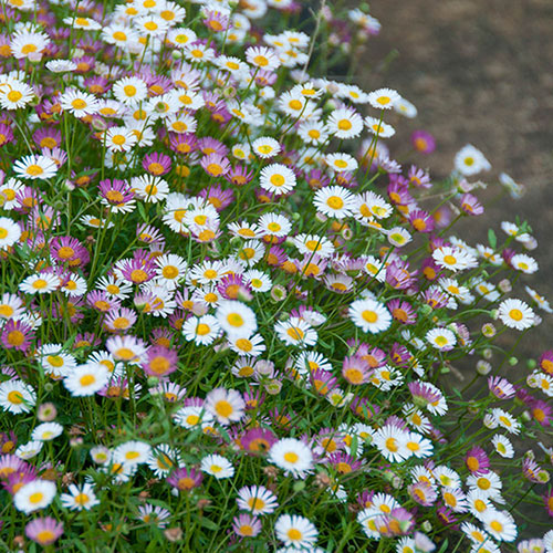 Erigeron karvinskianus Profusion Mexican Fleabane Erigeron karvinskianus Profusion Mexican Fleabane