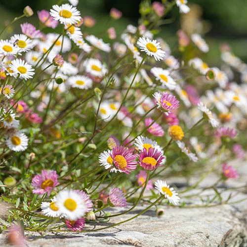 Erigeron karvinskianus Profusion Mexican Fleabane Erigeron karvinskianus Profusion Mexican Fleabane