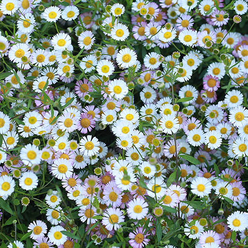 Erigeron karvinskianus Profusion Mexican Fleabane Erigeron karvinskianus Profusion Mexican Fleabane