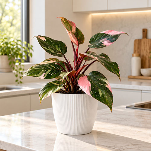 Magnolia Eco White Houseplant Pot Covers Magnolia Eco White Houseplant Pot Covers