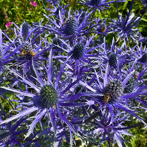Eryngium Blue Hobbit Eryngium Blue Hobbit