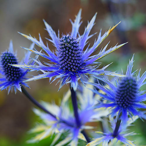 Eryngium Blue Hobbit Eryngium Blue Hobbit
