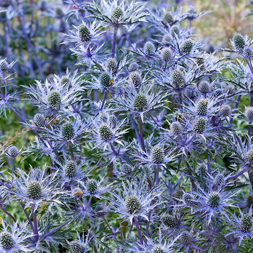 Eryngium Blue Hobbit Eryngium Blue Hobbit