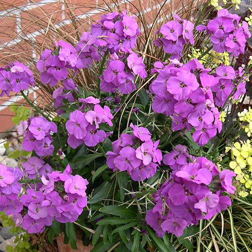 Erysimum Bowles Mauve Erysimum Bowles Mauve