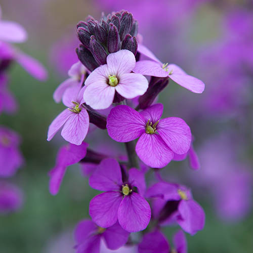 Erysimum Bowles Mauve Erysimum Bowles Mauve