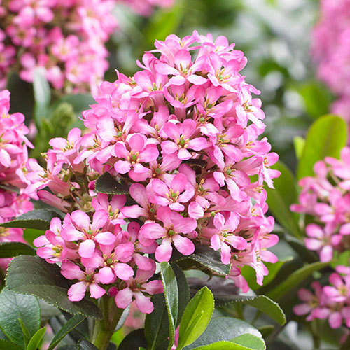 Escallonia Pink Elle Escallonia Pink Elle