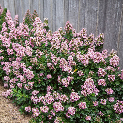 Escallonia Pink Elle Escallonia Pink Elle